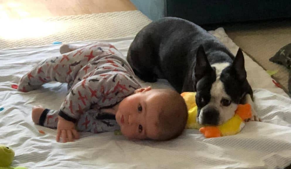 Boston terrier Chica lying beside baby Kyle in 2020