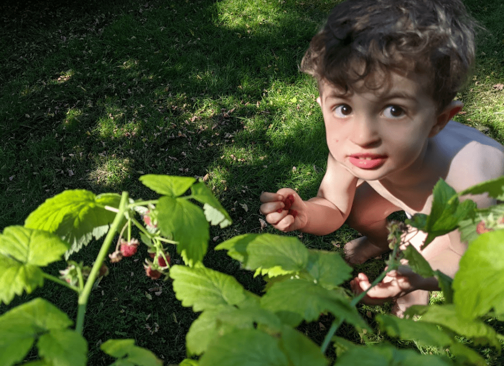 3-year-old boy eats raspberries right from a raspberry bush