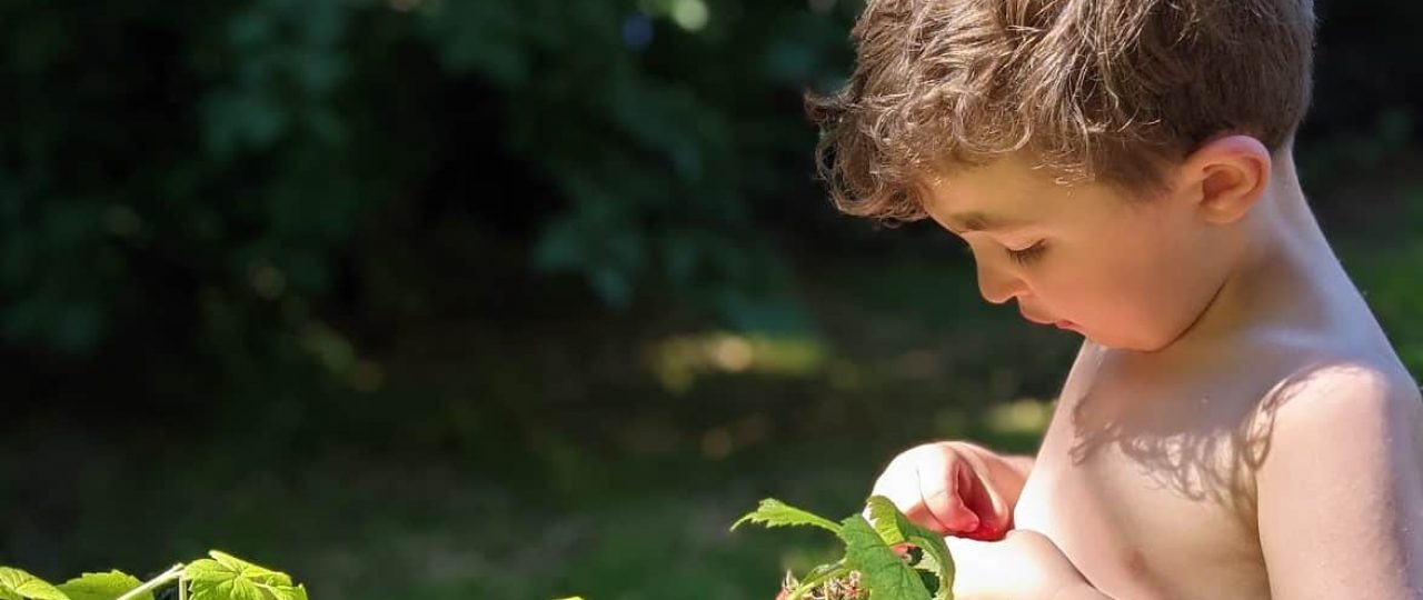 3-year-old boy eating raspberries straight from the plant.Rewilding